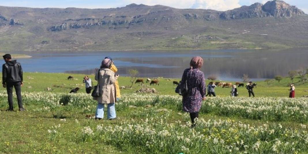 Sadece 2 hafta hayatta kalabiliyor: Görmek için binlerce kişi akın ediyor 1